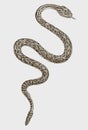 Winding mojave rattlesnake crotalus scutulatus in top view