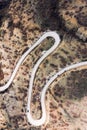 Winding mountain road, serpentine, top view. Aerial photography. Mountain landscape. Royalty Free Stock Photo