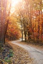 Winding path in an autumn forest bathed in the warm sunlight. Royalty Free Stock Photo