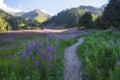 winding path among Beautiful flower fields in mountains. Thickets of fireweed or Ivan Chai plants glow in sun