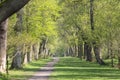 Winding path through Bluebell Wood in Spring