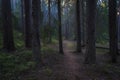 winding path in the dark foggy northern forest Royalty Free Stock Photo