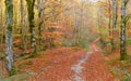 Winding path among golden beech trees in a forest enveloped by the magic of autumn in the Sakana Valley, Navarre Royalty Free Stock Photo