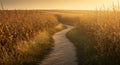 Winding Path Through a Golden Cornfield at Sunset Royalty Free Stock Photo