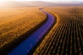 Winding path through golden cornfield at sunset Royalty Free Stock Photo