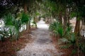 Path Through South Carolina Low Country Forest Royalty Free Stock Photo