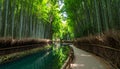 Winding Path Through a Lush Bamboo Forest with a Reflecting Stream walkway Royalty Free Stock Photo