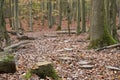 Path of tree stumps leading into forest Royalty Free Stock Photo