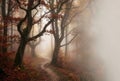 Winding path in a misty autumn forest Royalty Free Stock Photo