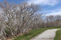 A winding path next to a forest of leafless gnarly trees