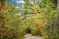 Winding path through vibrant fall forest of colors Royalty Free Stock Photo