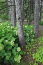 Winding pathway