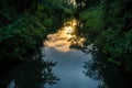 A winding river courses through a dense, green forest teeming with life, A rainforest river reflecting the sky at dusk, AI Royalty Free Stock Photo