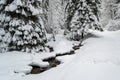 Winding river through deep snow, under white fir trees, in a frozen, cold, Winter day in a mountain forest Royalty Free Stock Photo