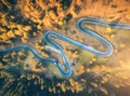 Winding road in autumn forest at sunset in mountains. Aerial view