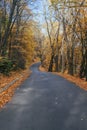 The winding road in the autumn park, the roadsides are strewn with fallen leaves Royalty Free Stock Photo