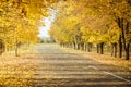 Road in Autumn woods with colorful foliage tree in rural area.