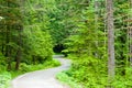 Winding Road in Forest Royalty Free Stock Photo