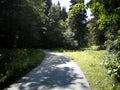 Winding road leading to the forest, surrounded by tall trees Royalty Free Stock Photo