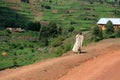 Winding Road Leading Through Uganda Royalty Free Stock Photo