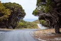 Winding road lined with old crooked tea trees and bush on Rottnest Island, Western Australia Royalty Free Stock Photo