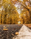A winding road with loose fall leaves through autumn trees in germany rhineland palantino Royalty Free Stock Photo