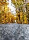 A winding road with loose fall leaves through autumn trees in germany rhineland palantino Royalty Free Stock Photo