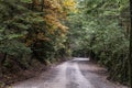Winding road through a lush forest landscape in Bujariego Royalty Free Stock Photo