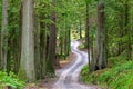 Winding road through a lush old growth forest on Galiano Island BC, Canada