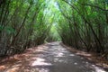 Winding road through the Mangroves, Miami, Florida USA