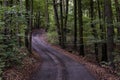 The winding road in the middle of a deep dark forest Royalty Free Stock Photo