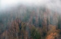 Winding road in misty forest mountains with birch trees in autumn Royalty Free Stock Photo