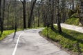 Winding road and a path among the trees, a park, a forest Royalty Free Stock Photo