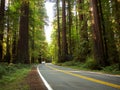 Winding road through redwood forest