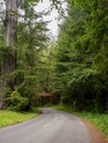Winding road in Redwood National Park California USA Royalty Free Stock Photo