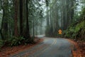 Winding road through the redwoods