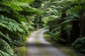 Winding road walking path surrounded by lush green ferns, tropical shrub filled garden, overhanging trees Royalty Free Stock Photo