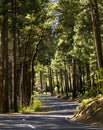 Winding road in Yosemite National Park Royalty Free Stock Photo