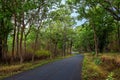 Winding roads in a forest Royalty Free Stock Photo