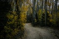 Back roads in aspen forest