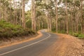 Winding Rural Road in the Karri Forest