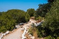 Winding soil path road through sunny green maquis tree