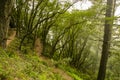 Winding Switchback along a Coastal Trail