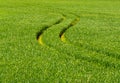 Winding tire tracks through green field