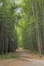 Winding Trail Through a Bamboo Forest Royalty Free Stock Photo