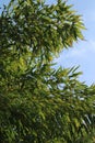 Winding trough Green-Glaucous Bamboo  Phyllostachys viridiglaucescens Royalty Free Stock Photo