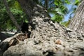 Twisted tree trunk with marks of strangulation Royalty Free Stock Photo