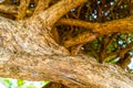 Twisted tree trunk with marks of strangulation Royalty Free Stock Photo