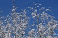 Winding willow twigs covered with white snow on the blue sky Royalty Free Stock Photo