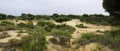 A winding wooden boardwalk across the dunes near Matalascanas, Province Huelva